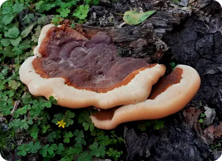 Reishi image